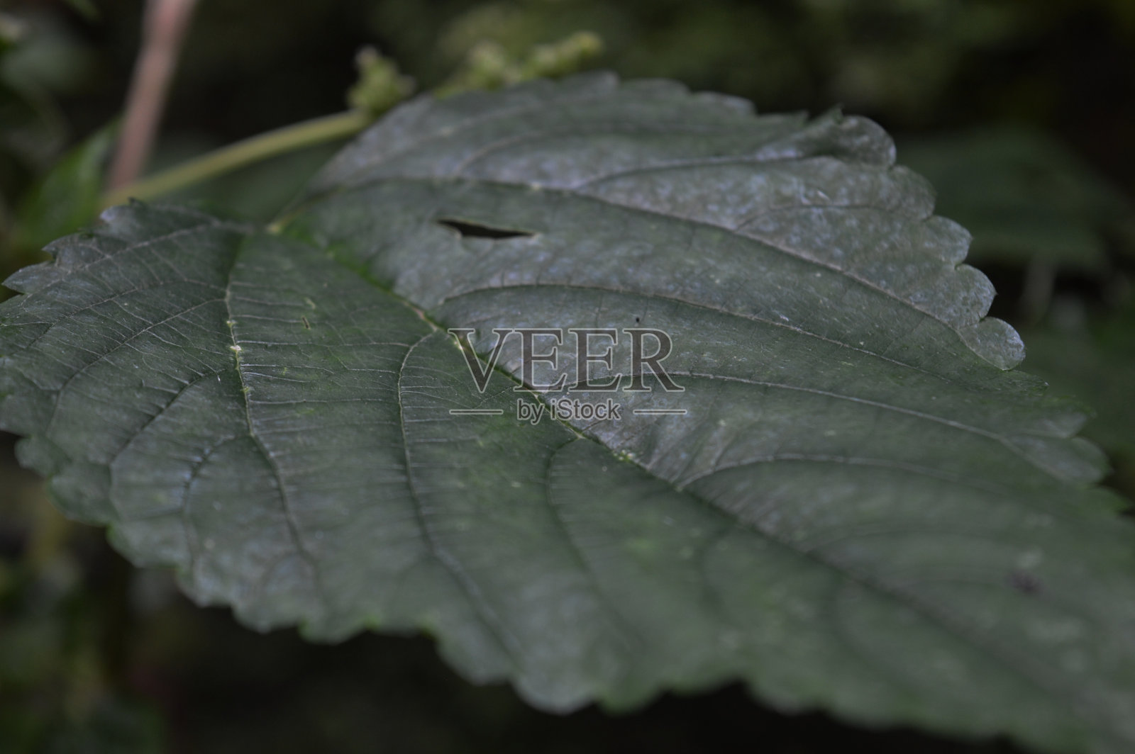 绿色的树叶照片摄影图片