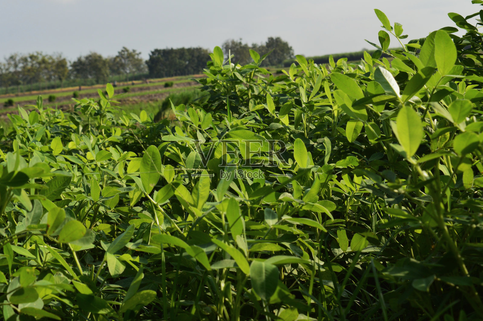 绿色的树叶照片摄影图片