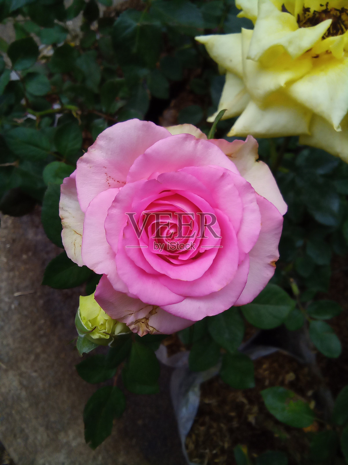 盛开的玫瑰照片摄影图片