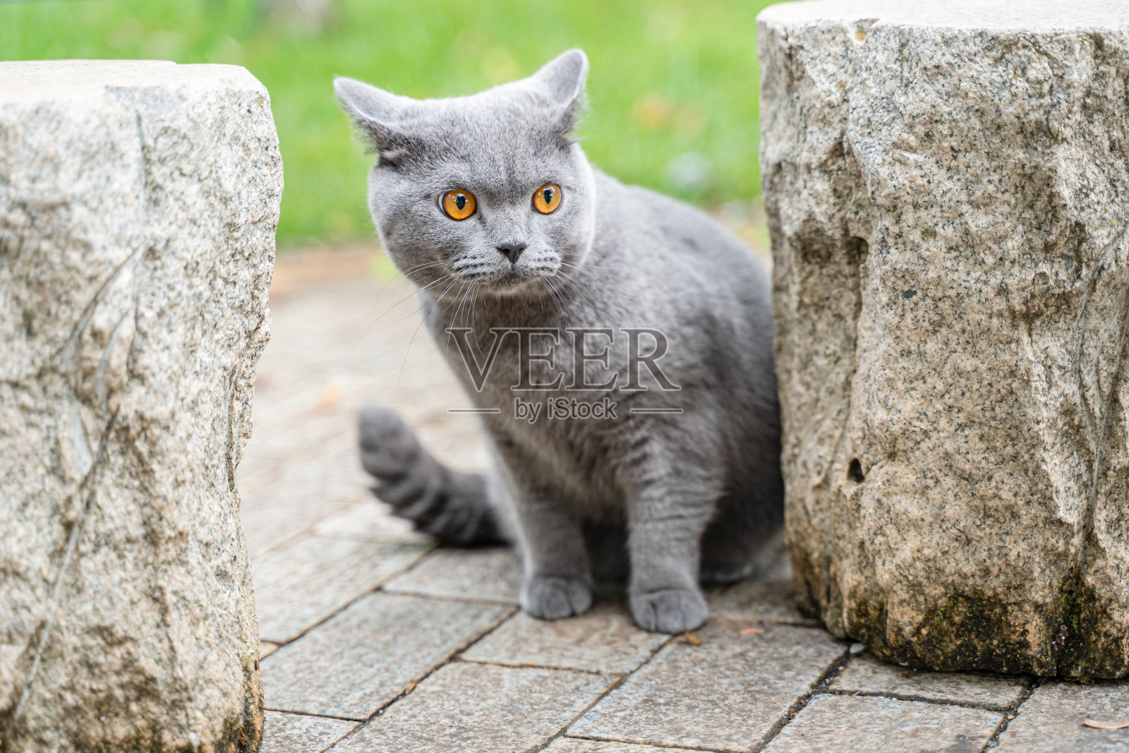 猫在公园里玩耍照片摄影图片