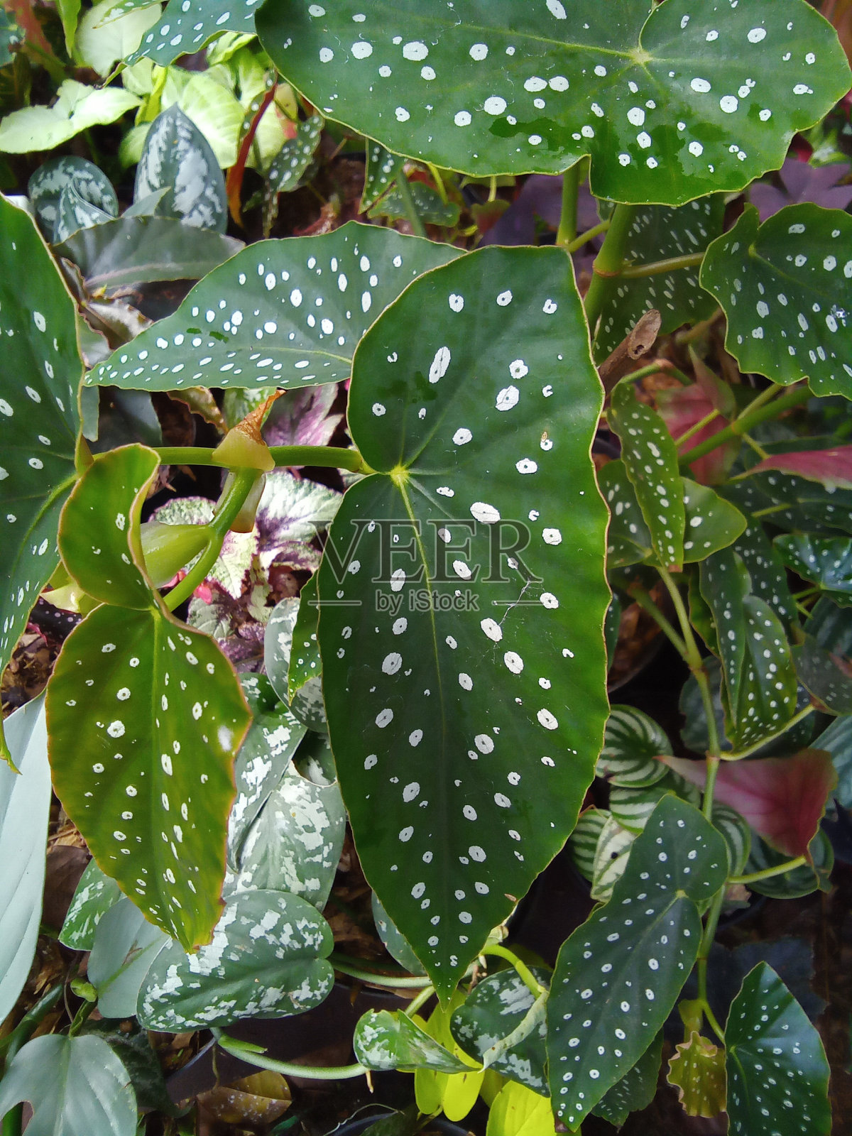 正确的角度照片摄影图片
