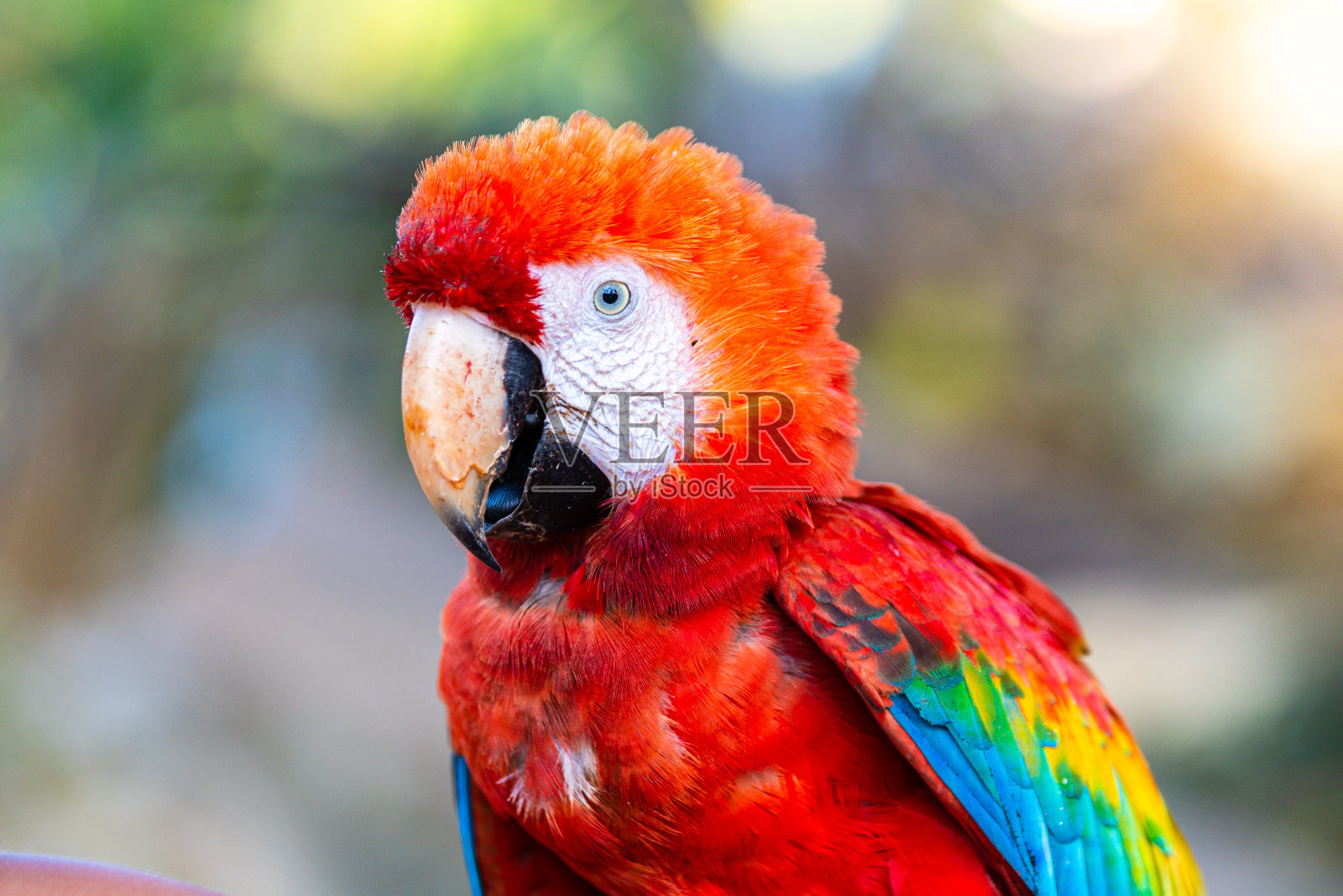 猩红金刚鹦鹉是生活在亚马逊地区的一种热带鸟类照片摄影图片