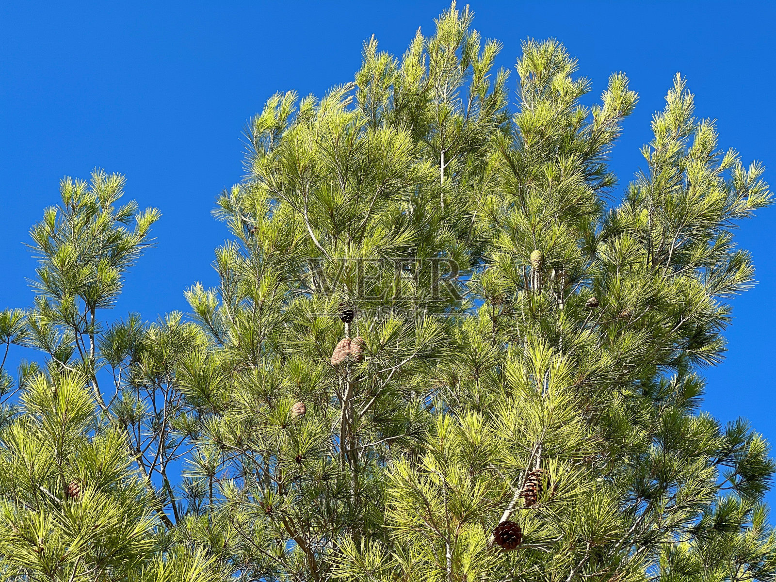 松针和蓝天。照片摄影图片