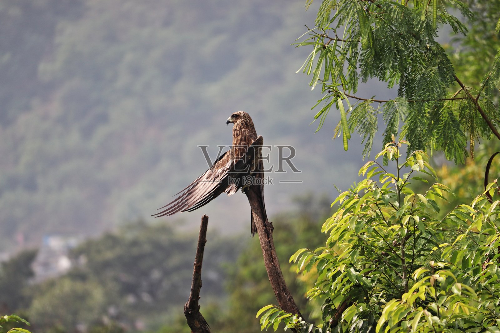 一只印度黑风筝在夏雨后展开翅膀，晾干湿漉漉的羽毛，栖息在绿树环绕的干树枝上照片摄影图片