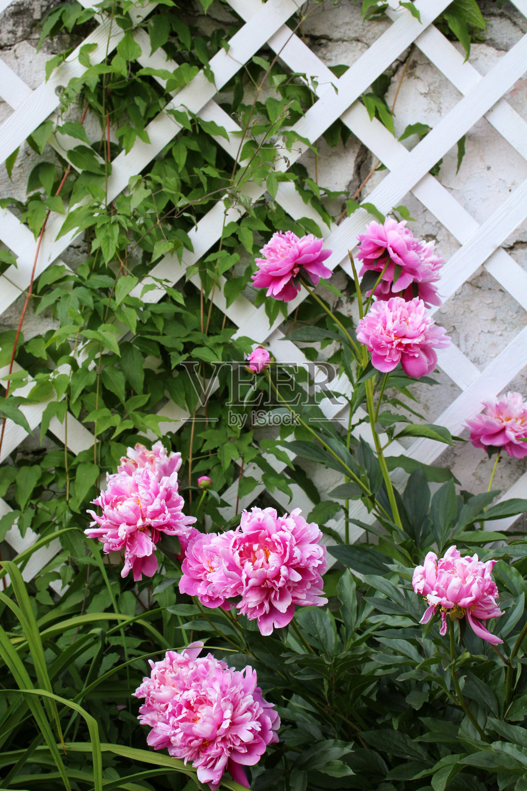 一丛粉红色的牡丹生长在花园的白色格子附近。夏天,大自然。照片摄影图片