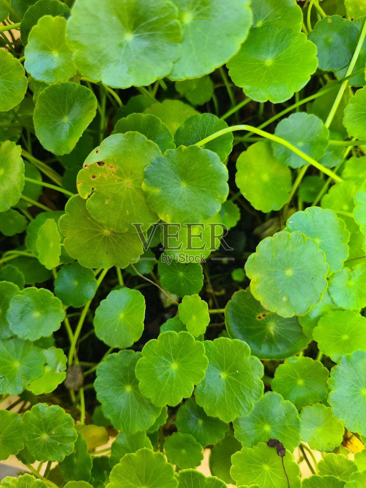 树叶的全帧拍摄照片摄影图片