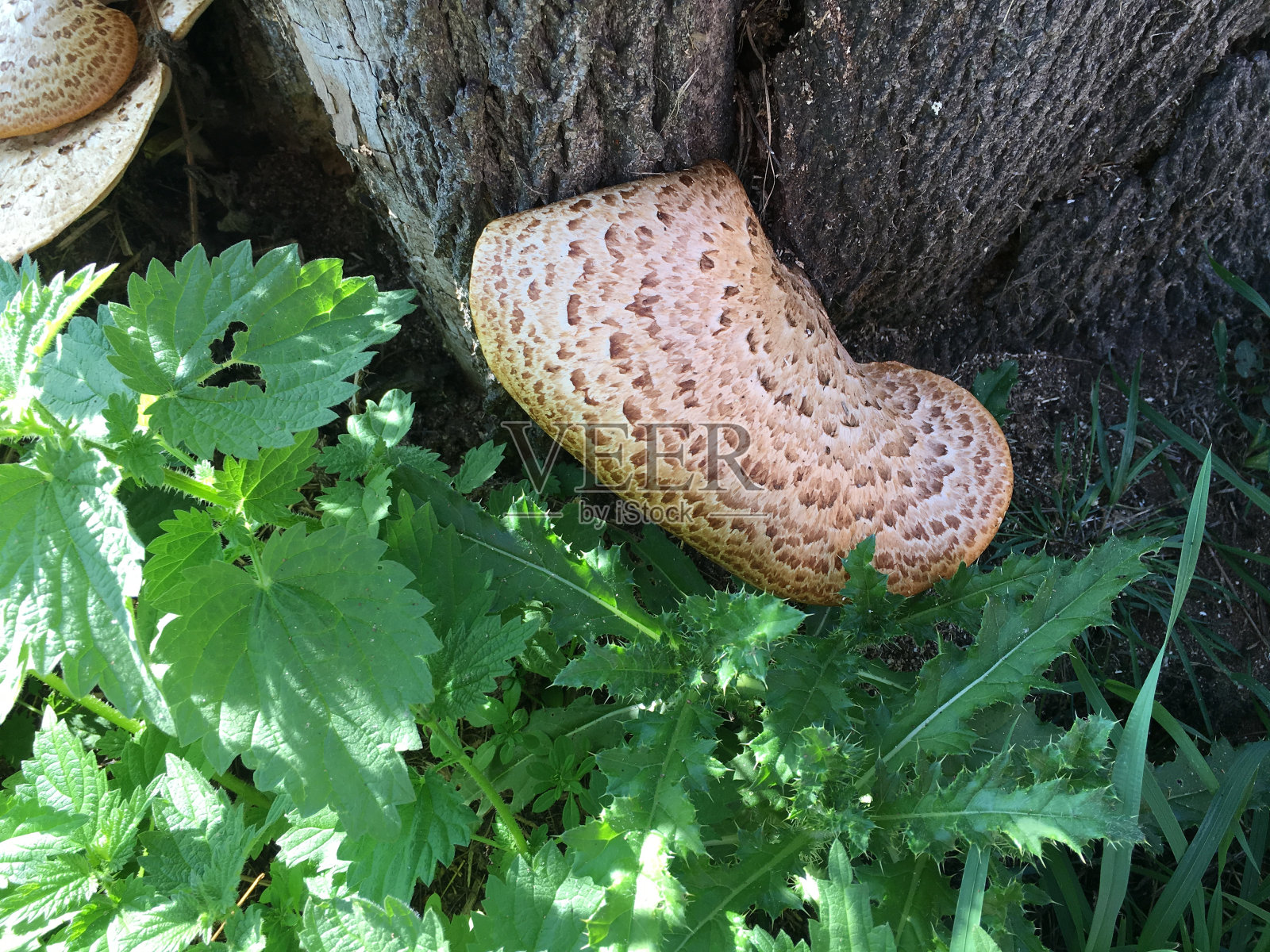 老挪威枫树树干上的树精鞍形真菌照片摄影图片