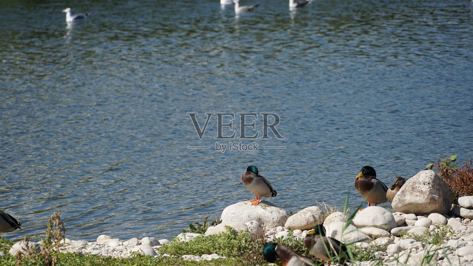 海口的野鸭照片摄影图片