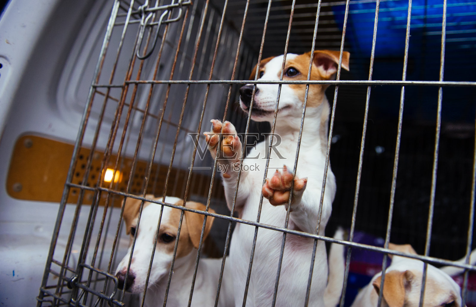 三只狗站在格子后面照片摄影图片