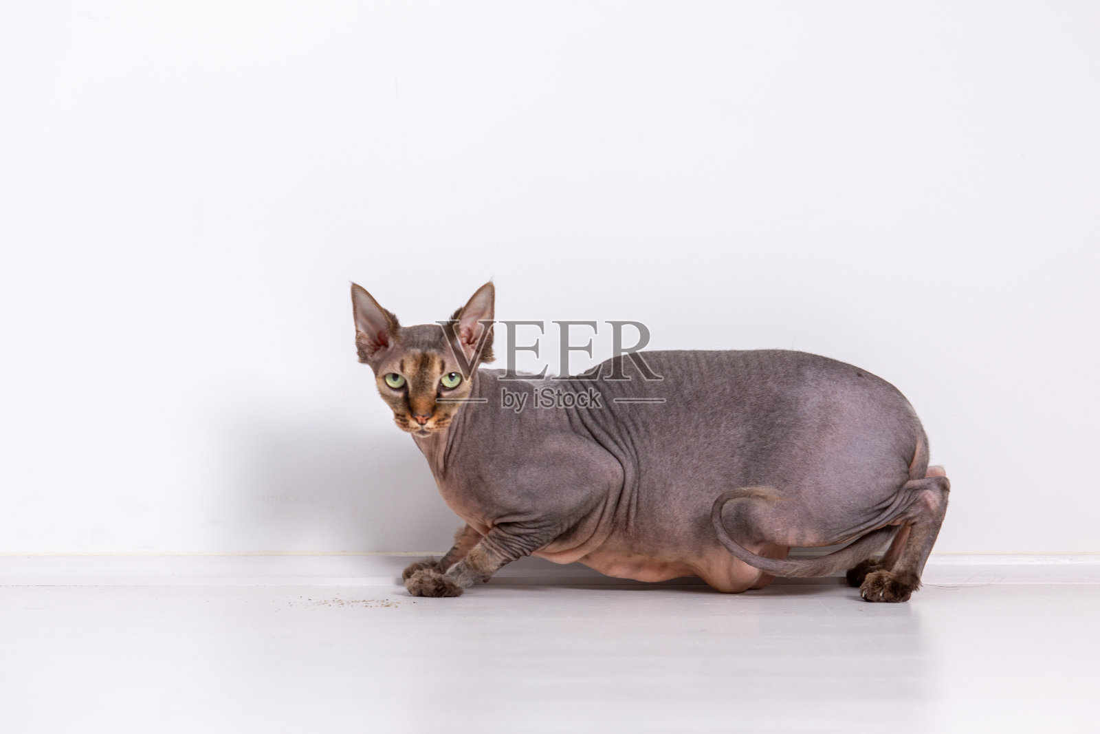 Sphynx猫照片摄影图片