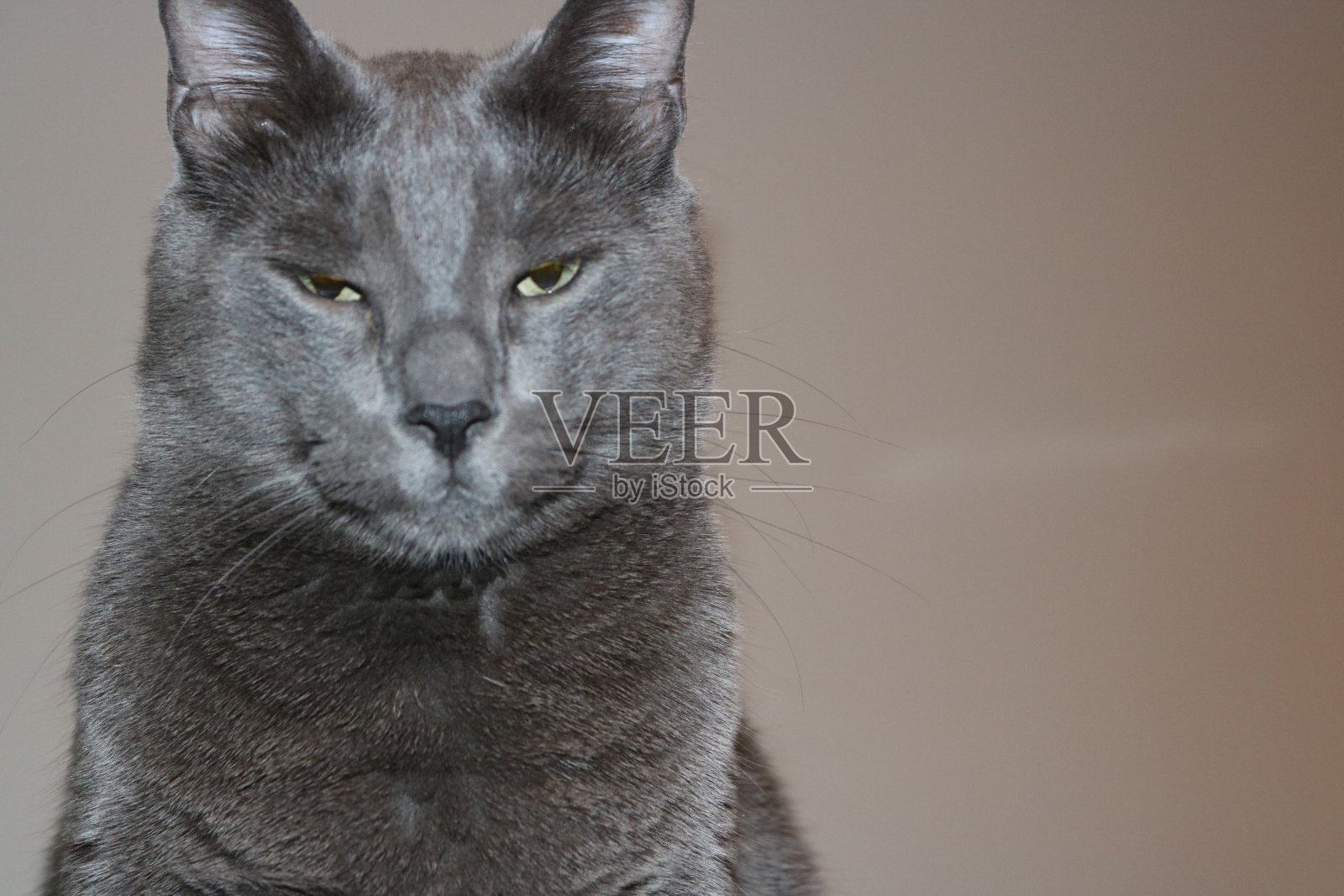 俄罗斯蓝色烟熏眼照片摄影图片