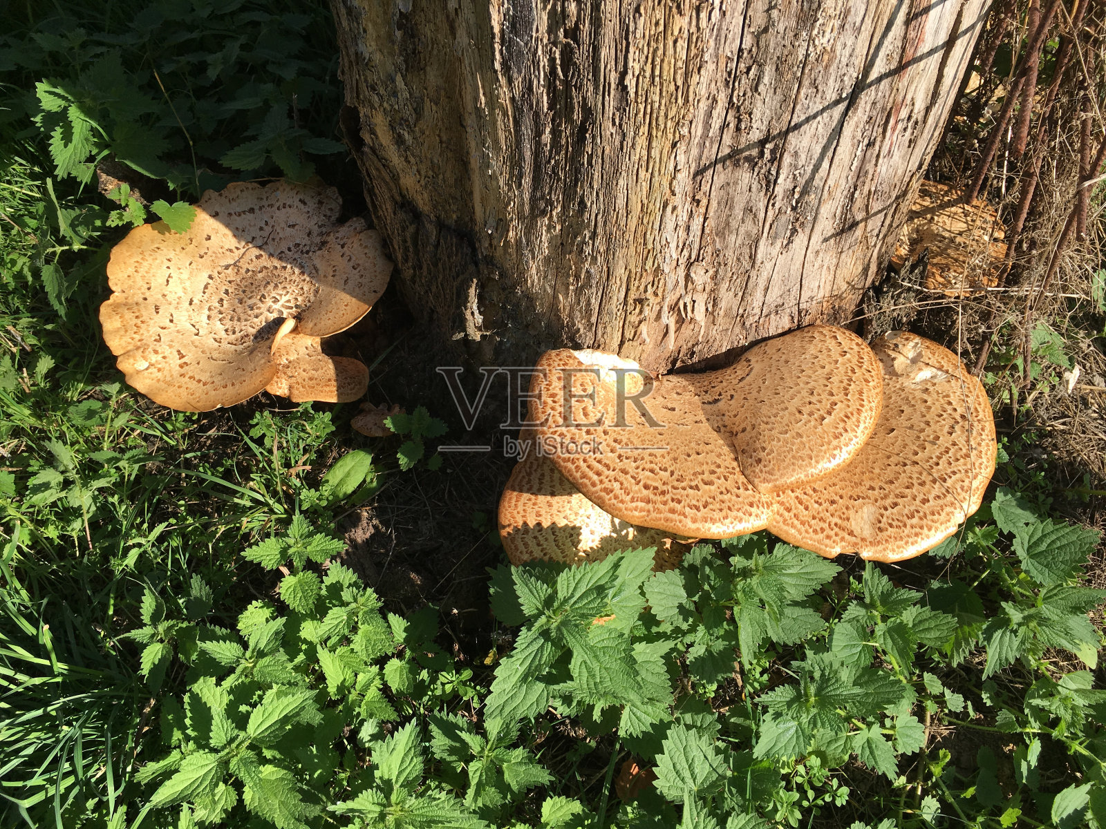 老挪威枫树树干上的树精鞍形真菌照片摄影图片