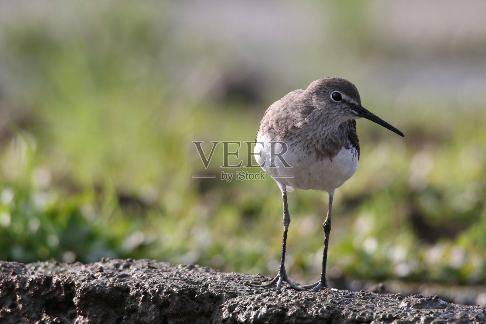 常见的鹬(矶鹬)，一种小型鸟类照片摄影图片