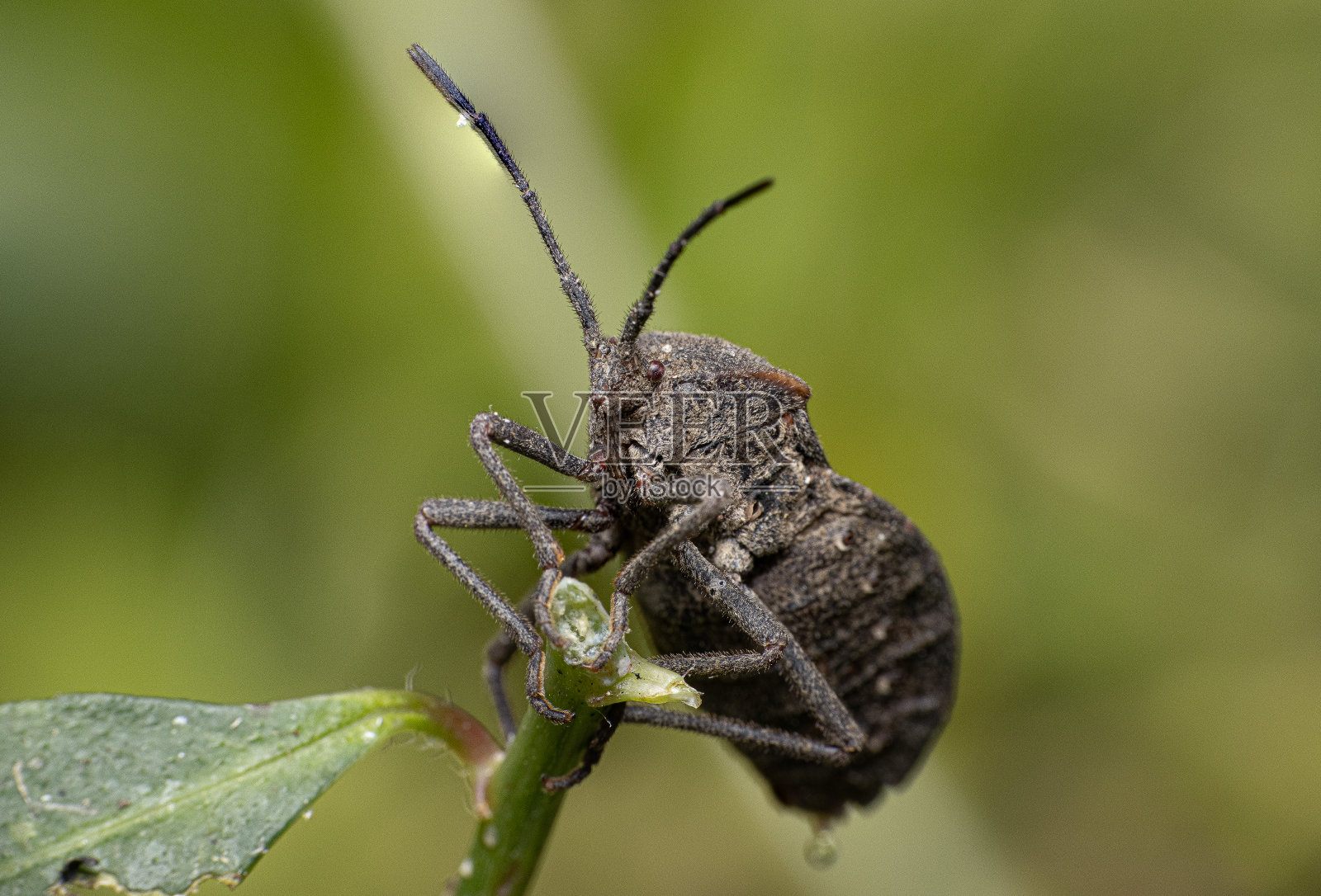 大土豆虫又大又棕色照片摄影图片