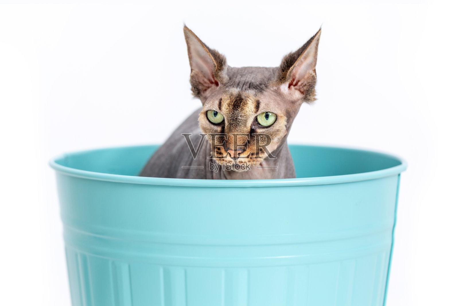 Sphynx猫照片摄影图片