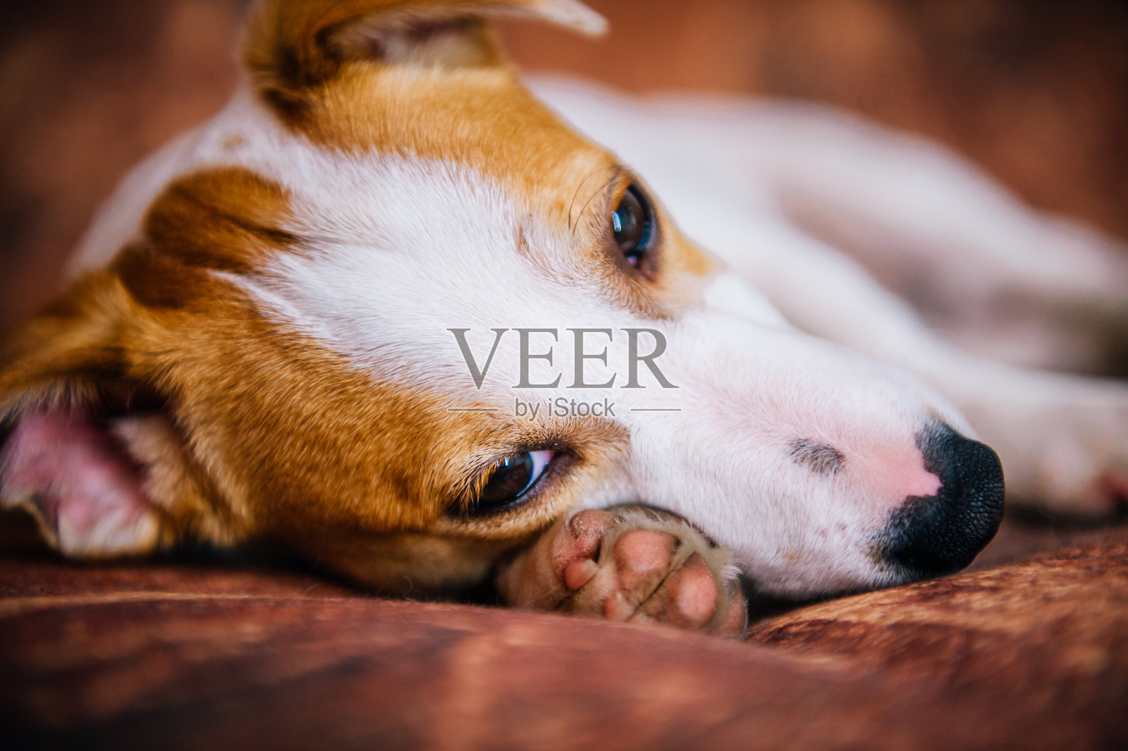 狗狗躺在近距离的棕色背景上，看着镜头照片摄影图片