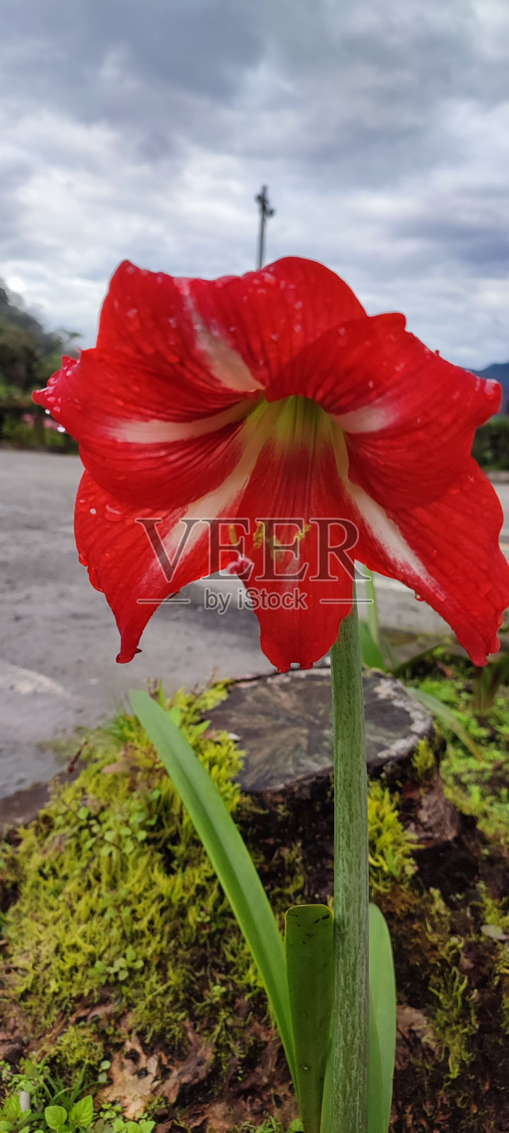 条纹百合或条纹巴巴多斯百合照片摄影图片