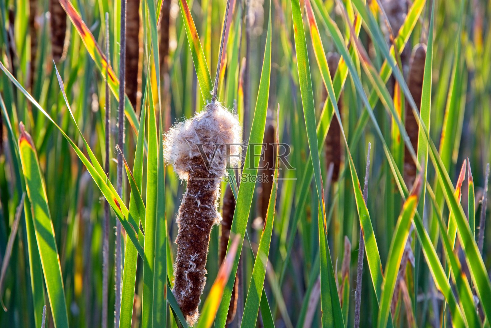 在帕克河国家野生动物保护区的淡水沼泽，阔叶香蒲草正在播种照片摄影图片