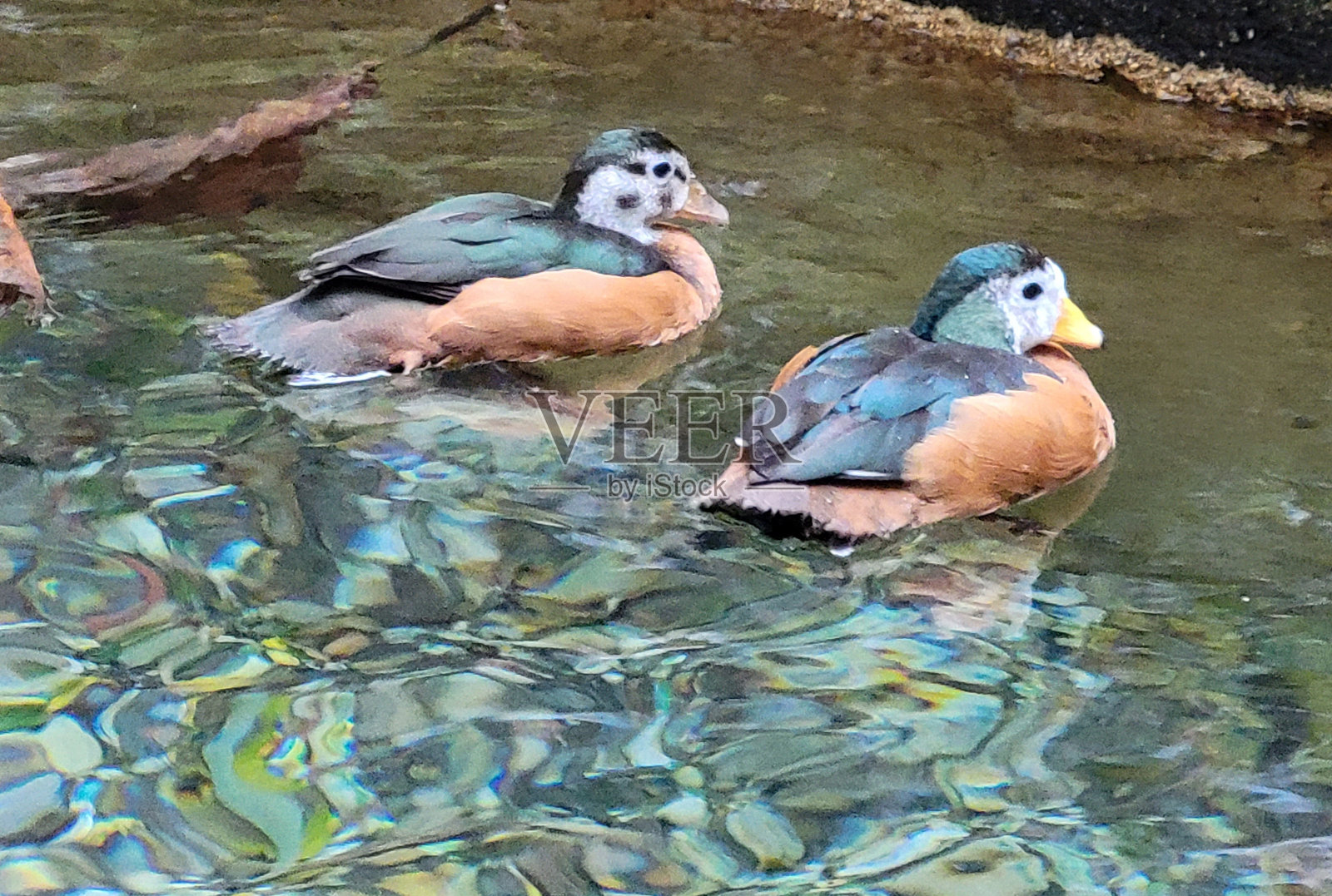 底特律动物园的鸟照片摄影图片