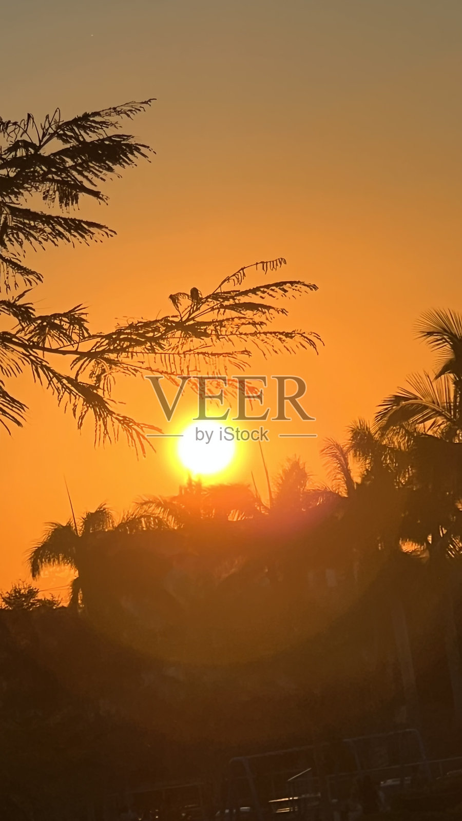 在公园看日落照片摄影图片