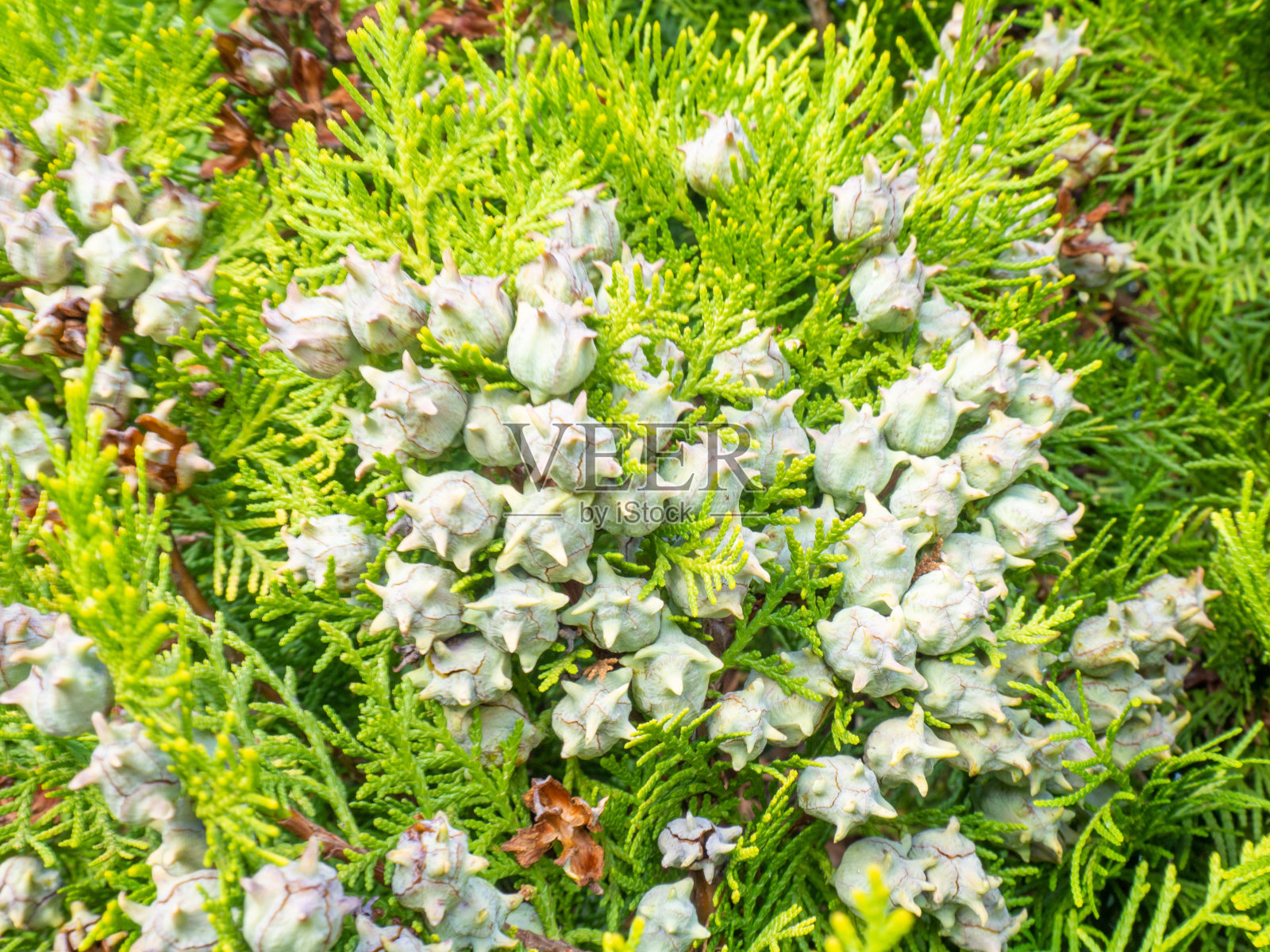 背景来自针叶树树叶。柏树锥。柏树针。美丽的自然背景。松针的概念。树上的坚果。照片摄影图片