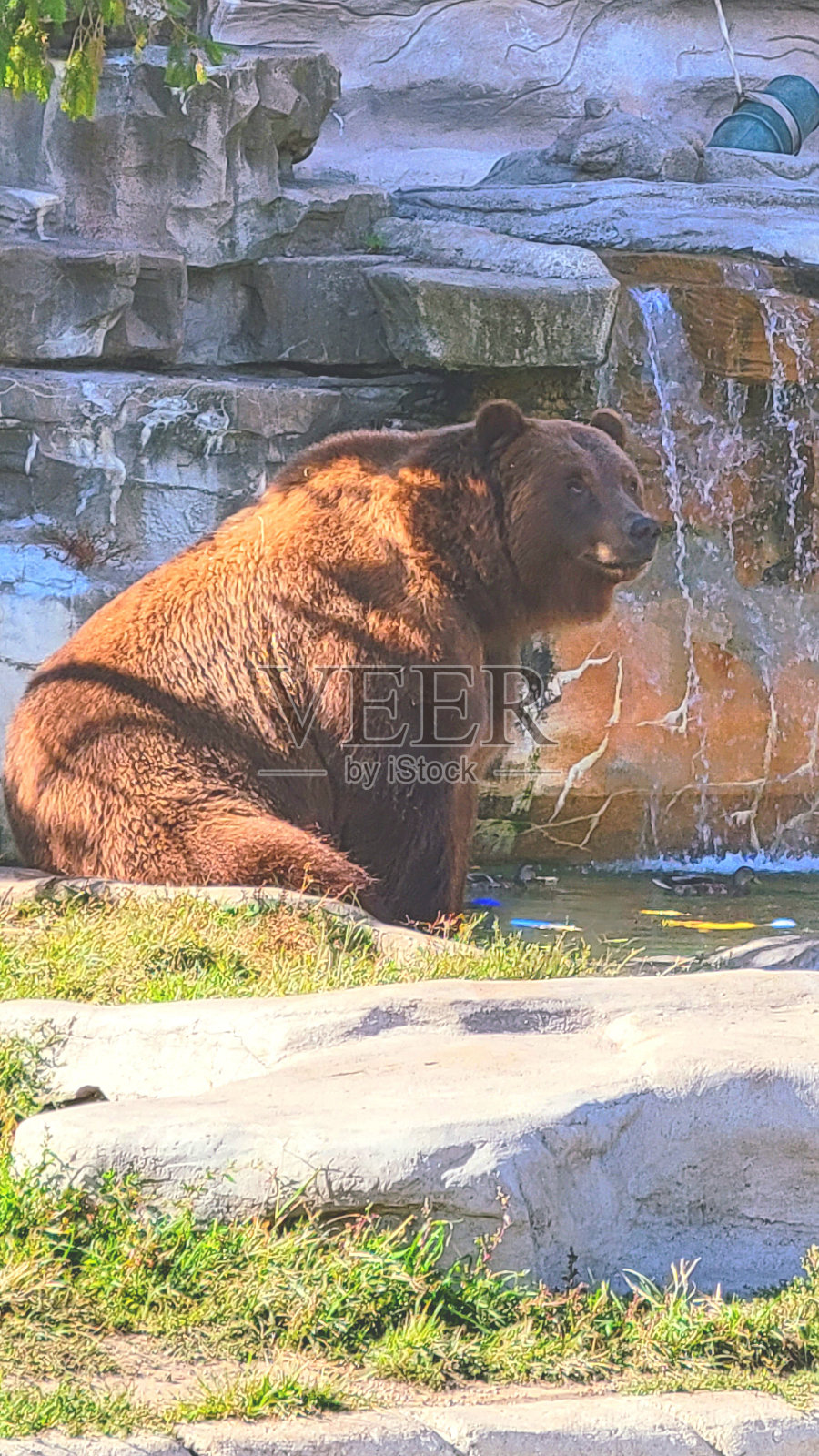 底特律动物园的熊照片摄影图片