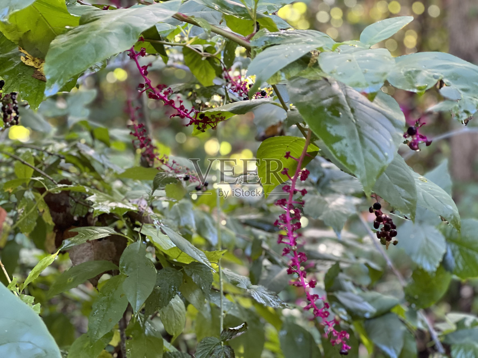 野花照片摄影图片