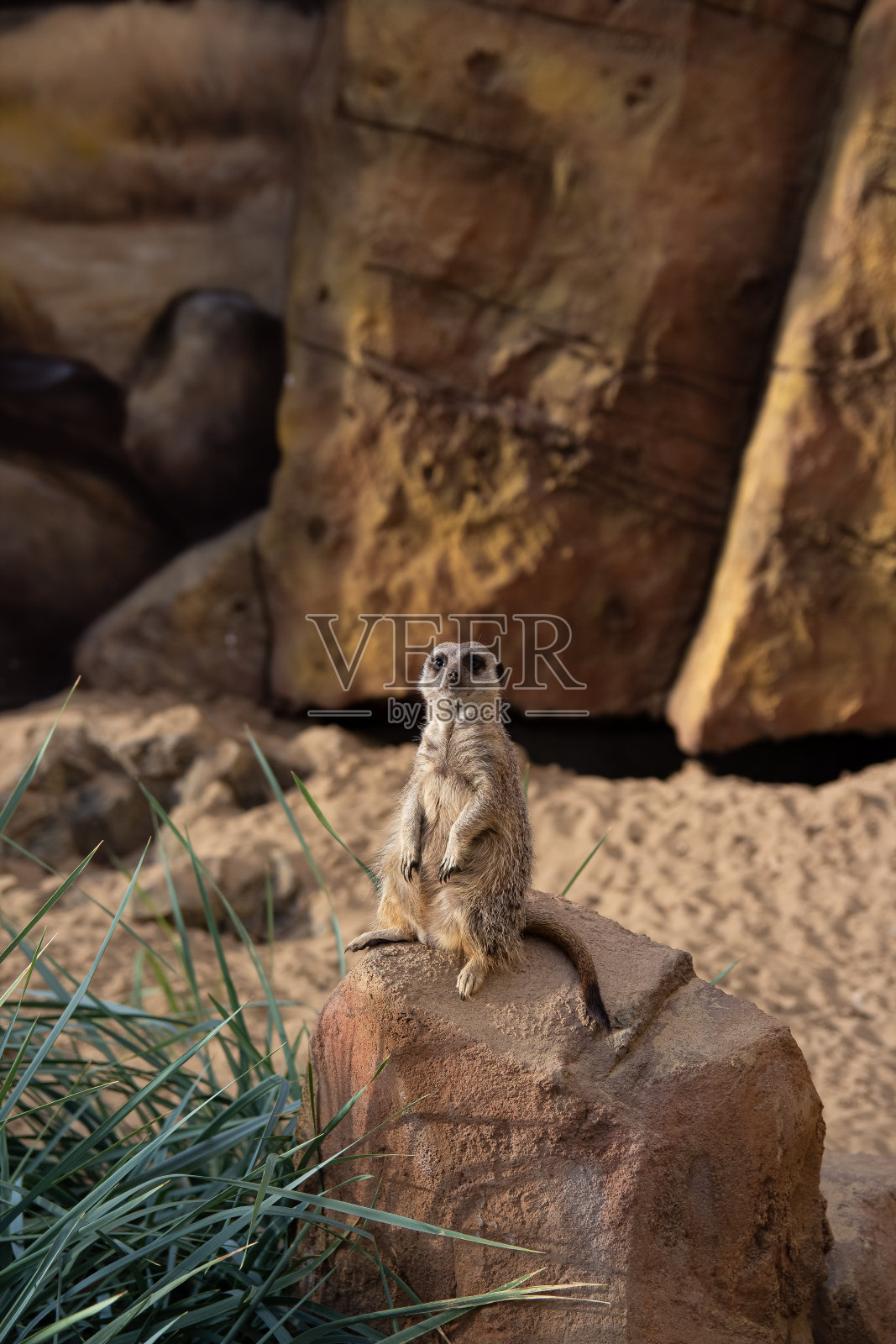一只猫鼬坐在一块岩石上。背景是一堵石墙，石头旁边有一株绿色植物。照片摄影图片