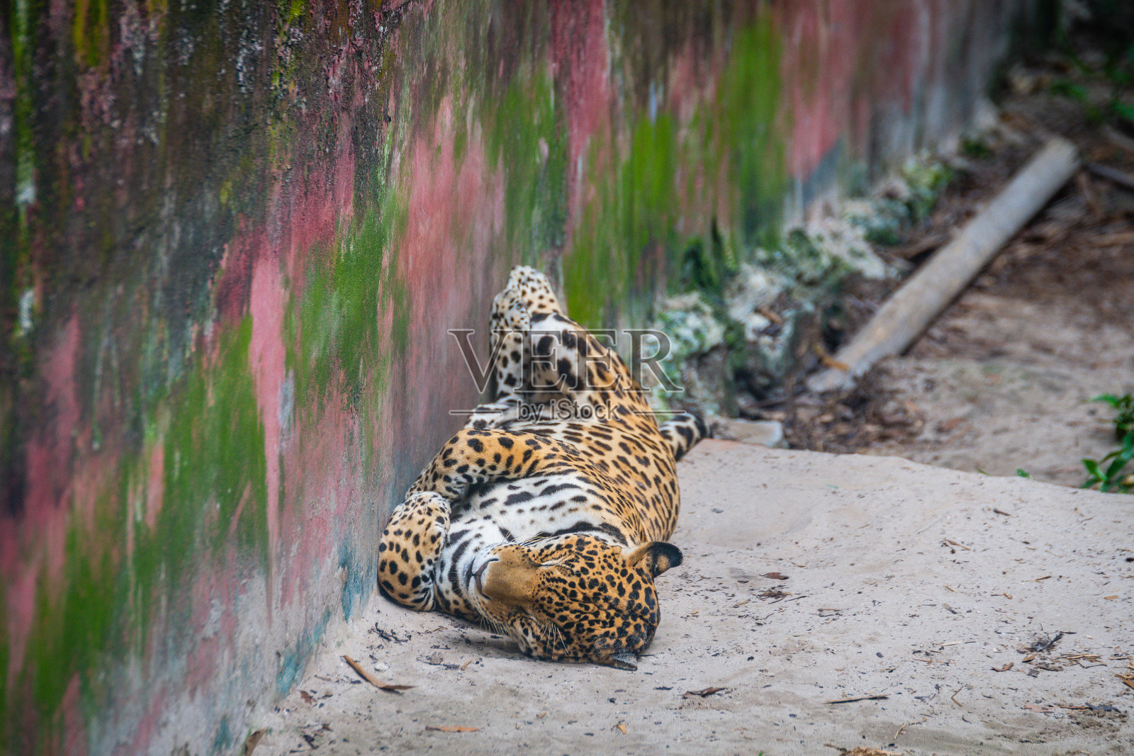 奎斯托科查是一个濒危动物保护区照片摄影图片