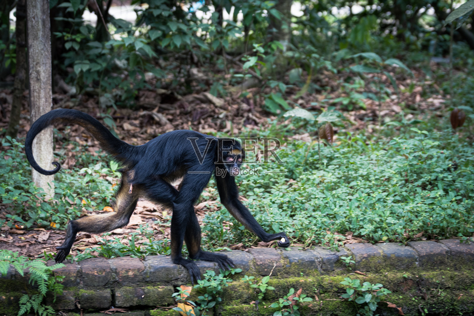 奎斯托科查是一个濒危动物保护区照片摄影图片
