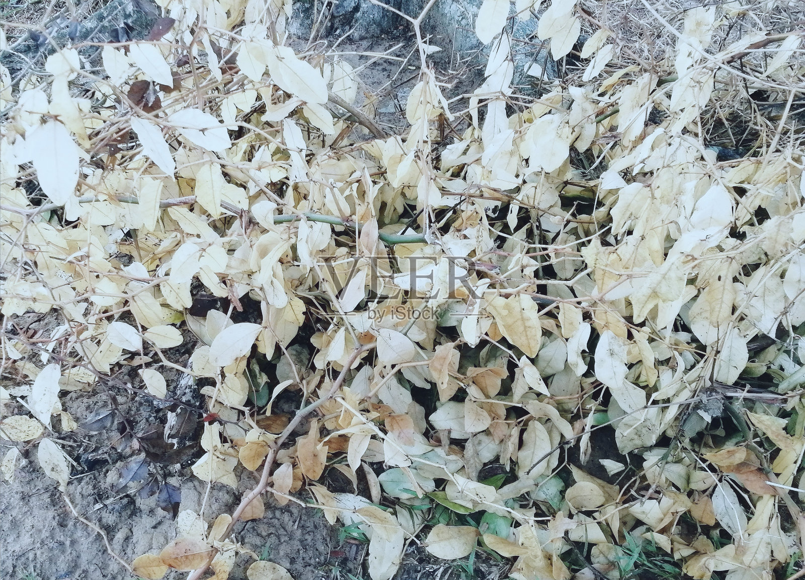 干树叶照片摄影图片