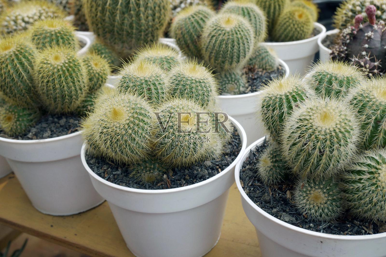 花盆里的仙人掌照片摄影图片