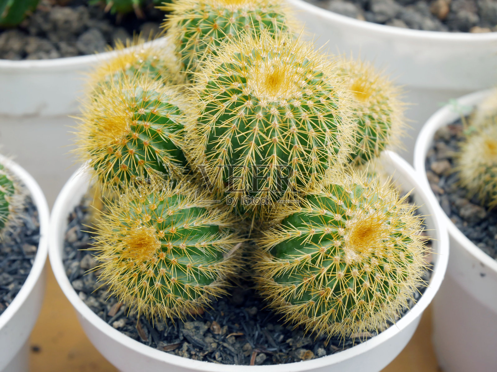 花盆里的仙人掌照片摄影图片