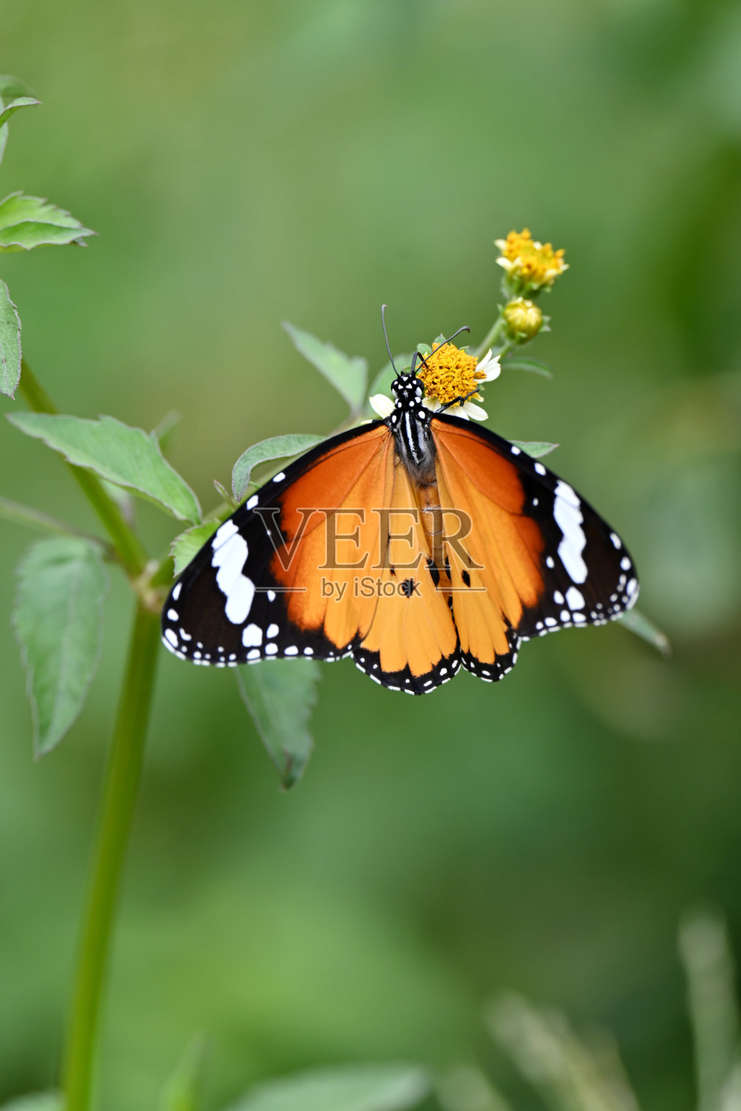 特写，美丽的橙黑色蝴蝶抱着白色黄色的野花，植物柔和的焦点自然的绿色棕色背景。照片摄影图片
