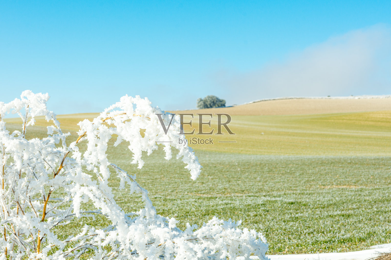 冬日景观，在一个阳光灿烂的日子里，在西班牙卡斯蒂利亚的瓦拉多利德，一棵被冻住和被雪覆盖的树照片摄影图片