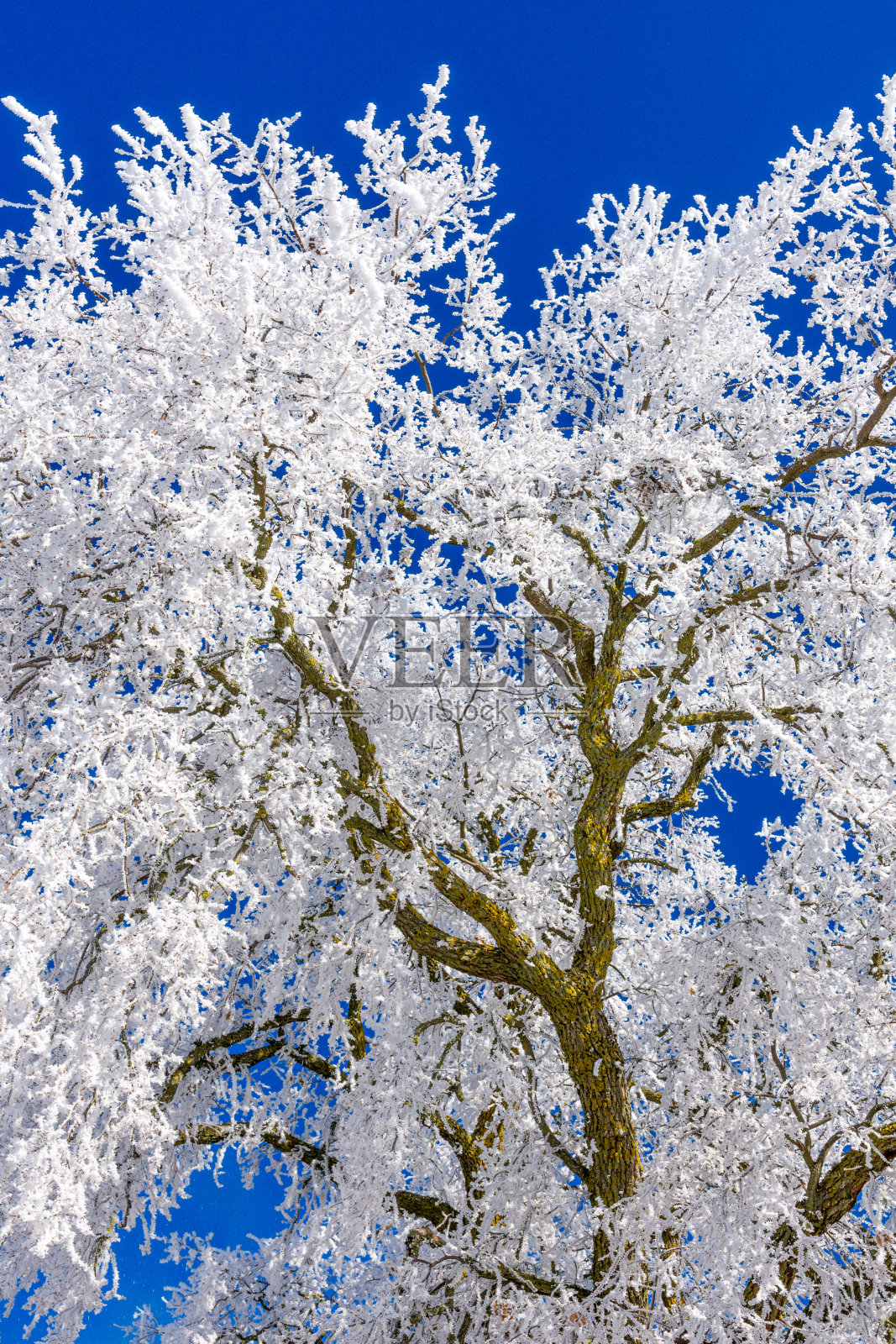 在冬天一个阳光明媚的日子里，结霜下雪的树。蓝天和白色的树枝。照片摄影图片