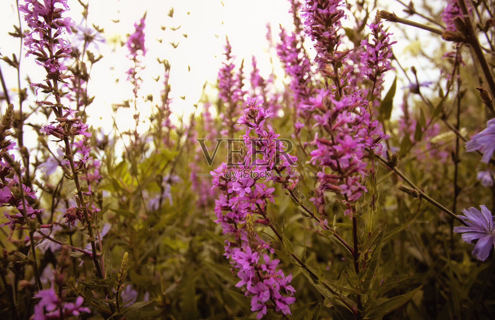 紫松对抗绿叶照片摄影图片