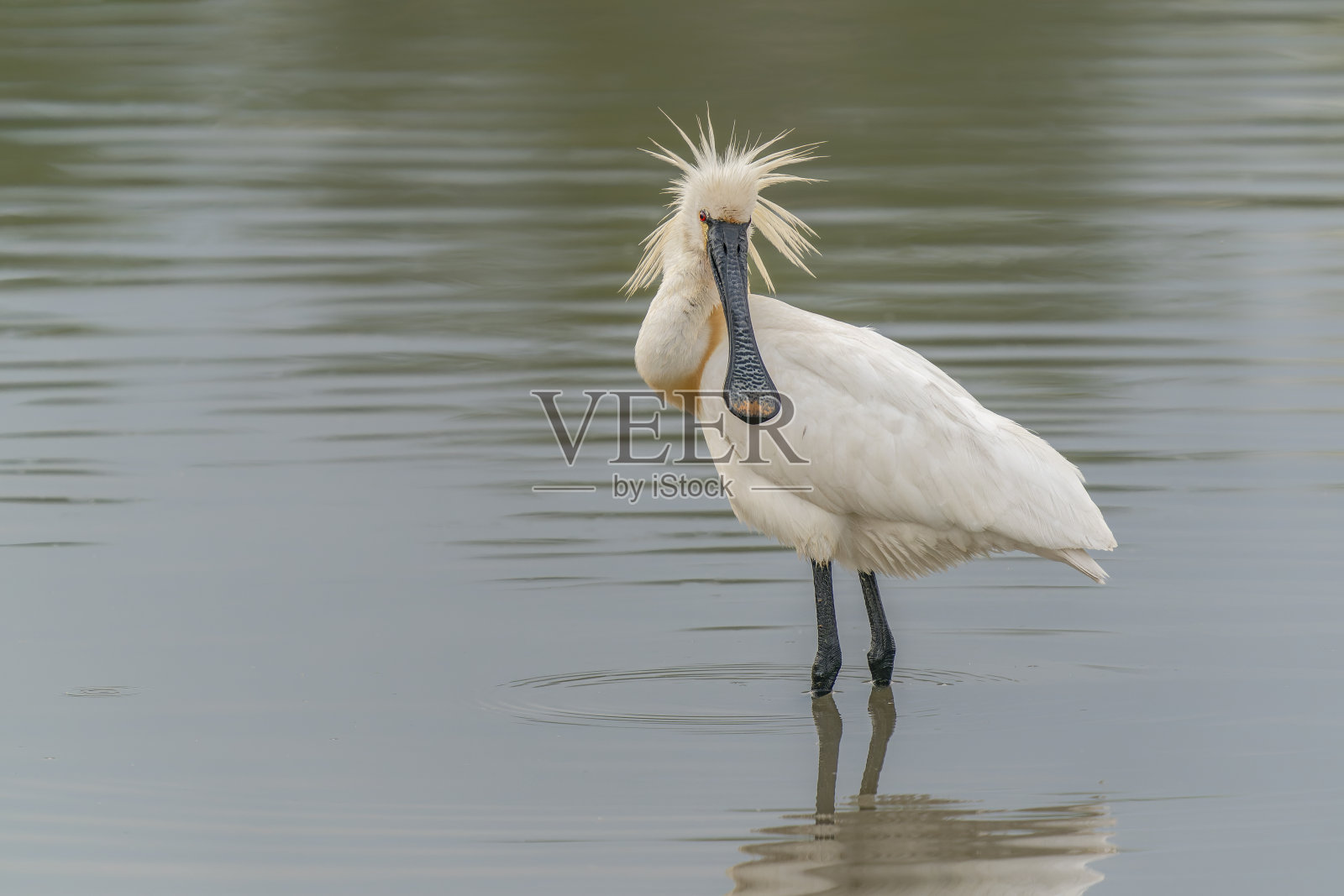 美丽的欧亚琵鹭或普通琵鹭(Platalea leucorodia)行走在浅水中寻找食物。照片摄影图片
