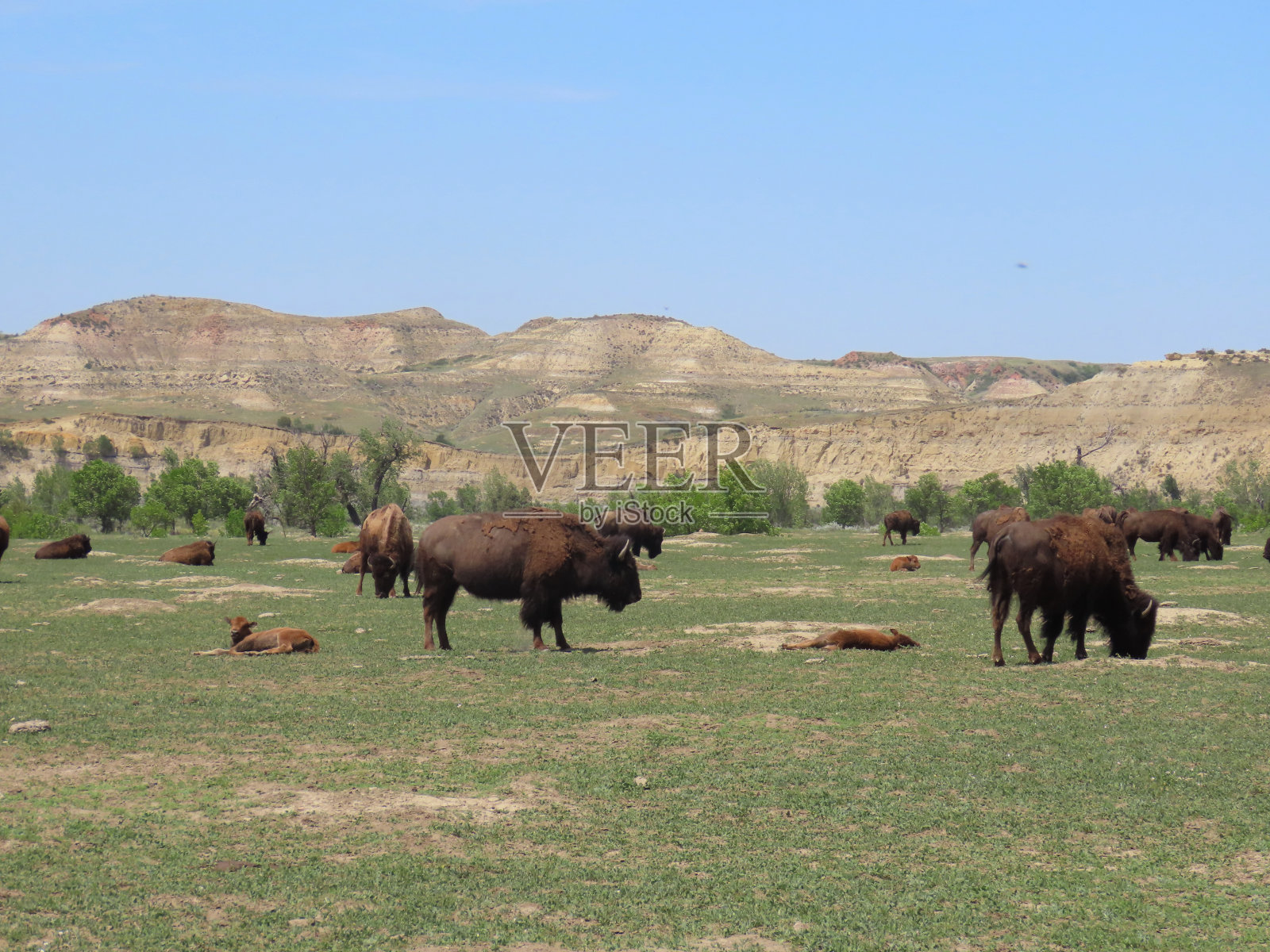 北达科他州的西奥多·罗斯福国家公园照片摄影图片