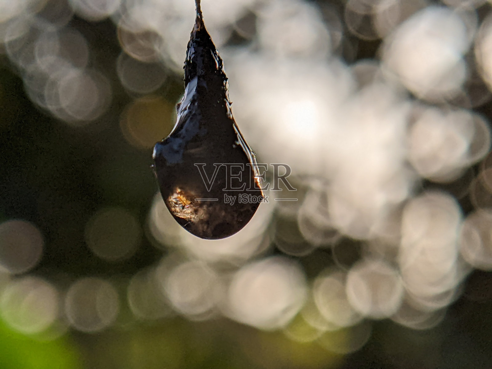 蛹照片摄影图片