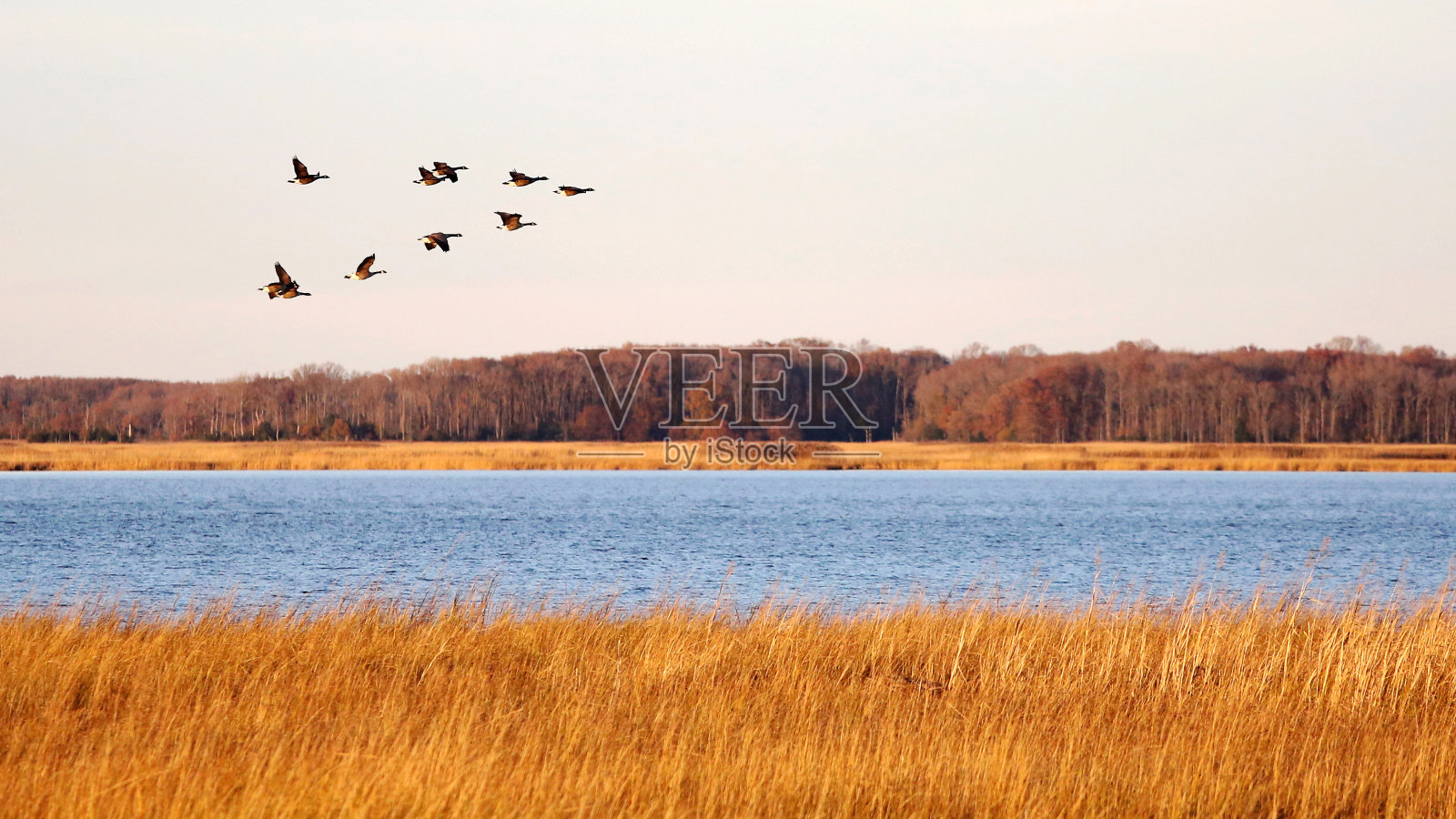 在美国特拉华州的孟买胡克国家野生动物保护区，一群正在迁徙的加拿大鹅照片摄影图片