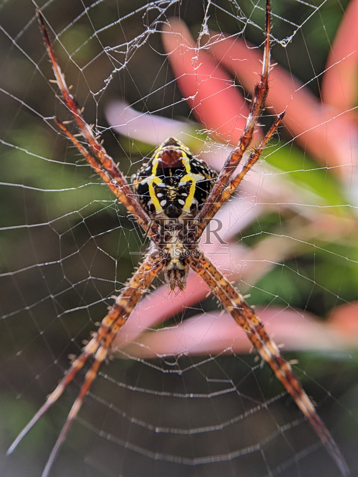 蜘蛛照片摄影图片