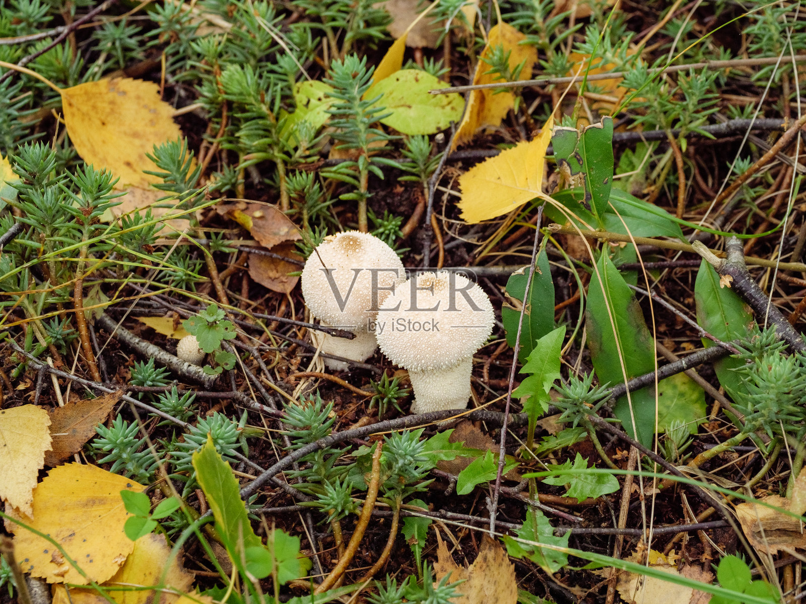 2 .热带雨林或雨衣中的蘑菇生长在草叶之间照片摄影图片