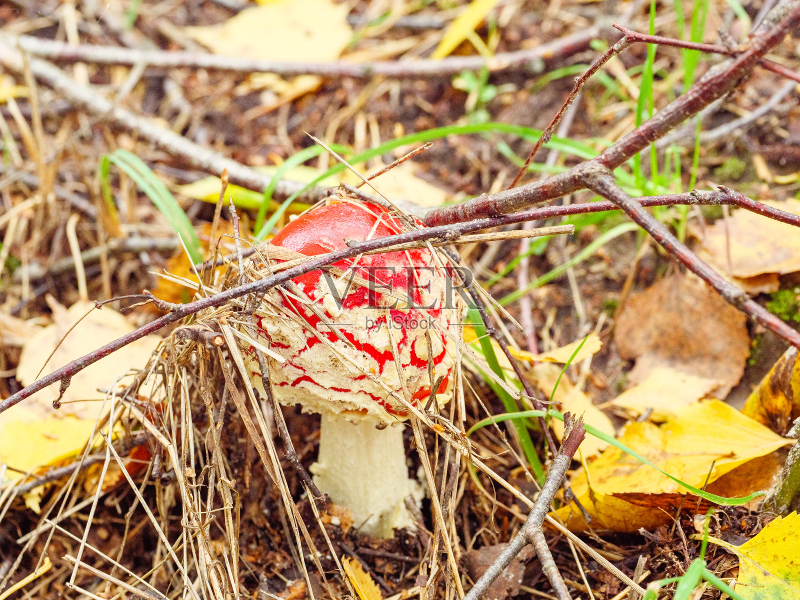 一只红色的飞木耳在树叶间的草丛中照片摄影图片