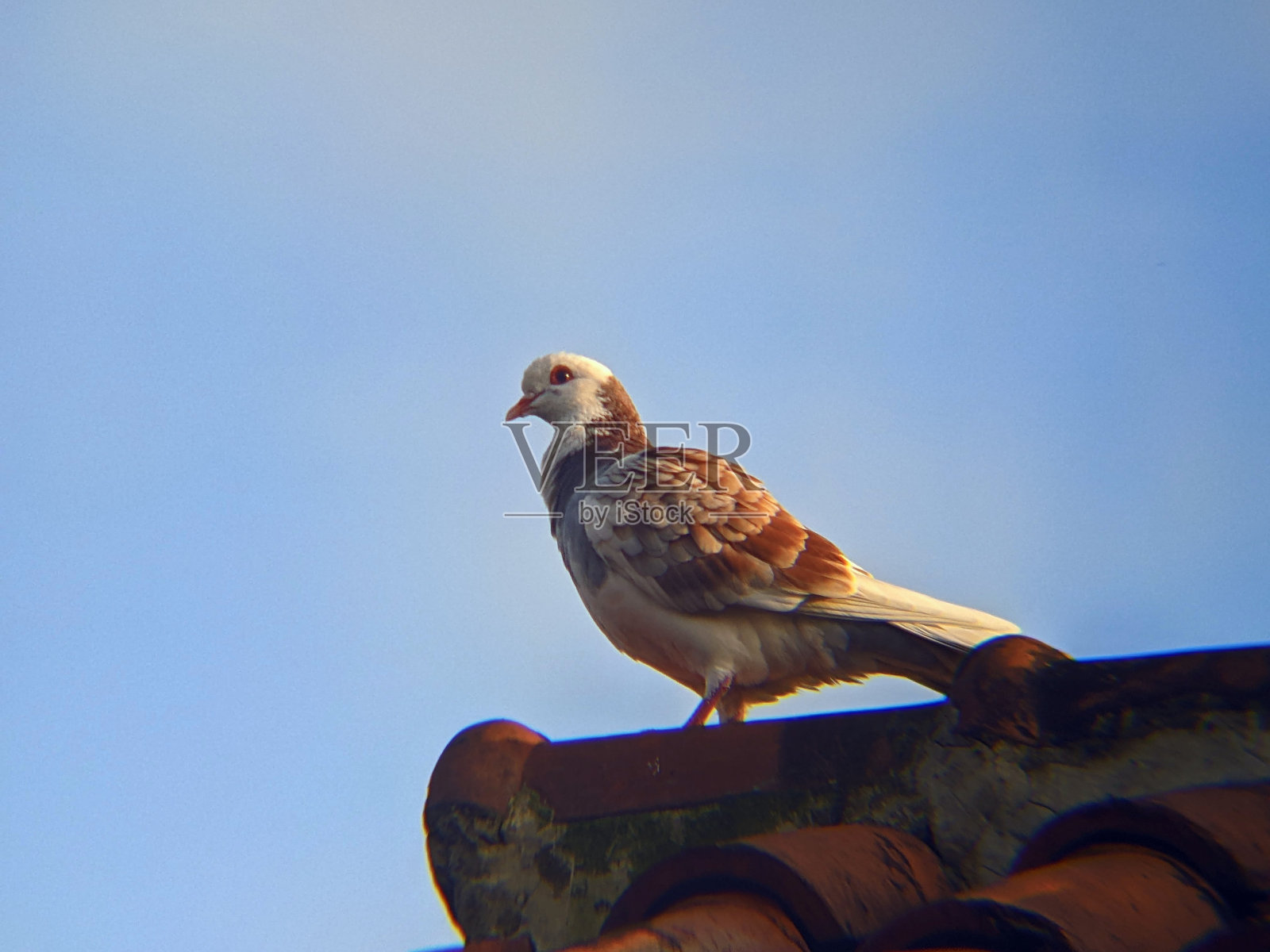 鸽子照片摄影图片