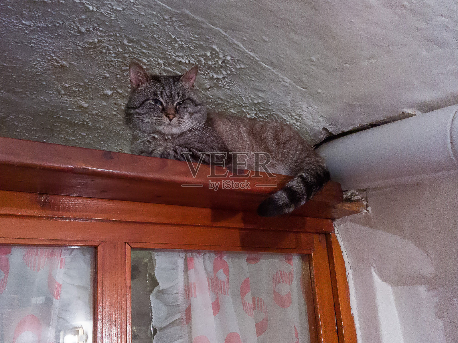 猫照片摄影图片