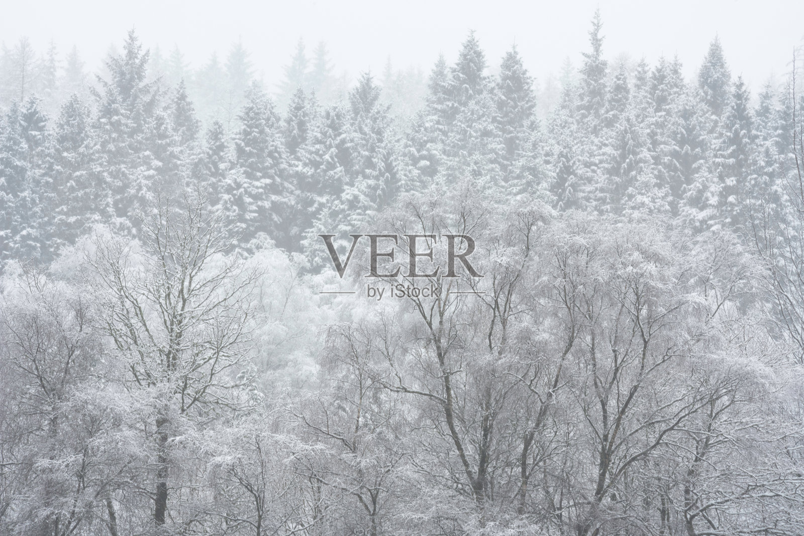 令人惊叹的简单景观图像，积雪覆盖的树木在冬雪降落在苏格兰洛蒙德湖的海岸照片摄影图片