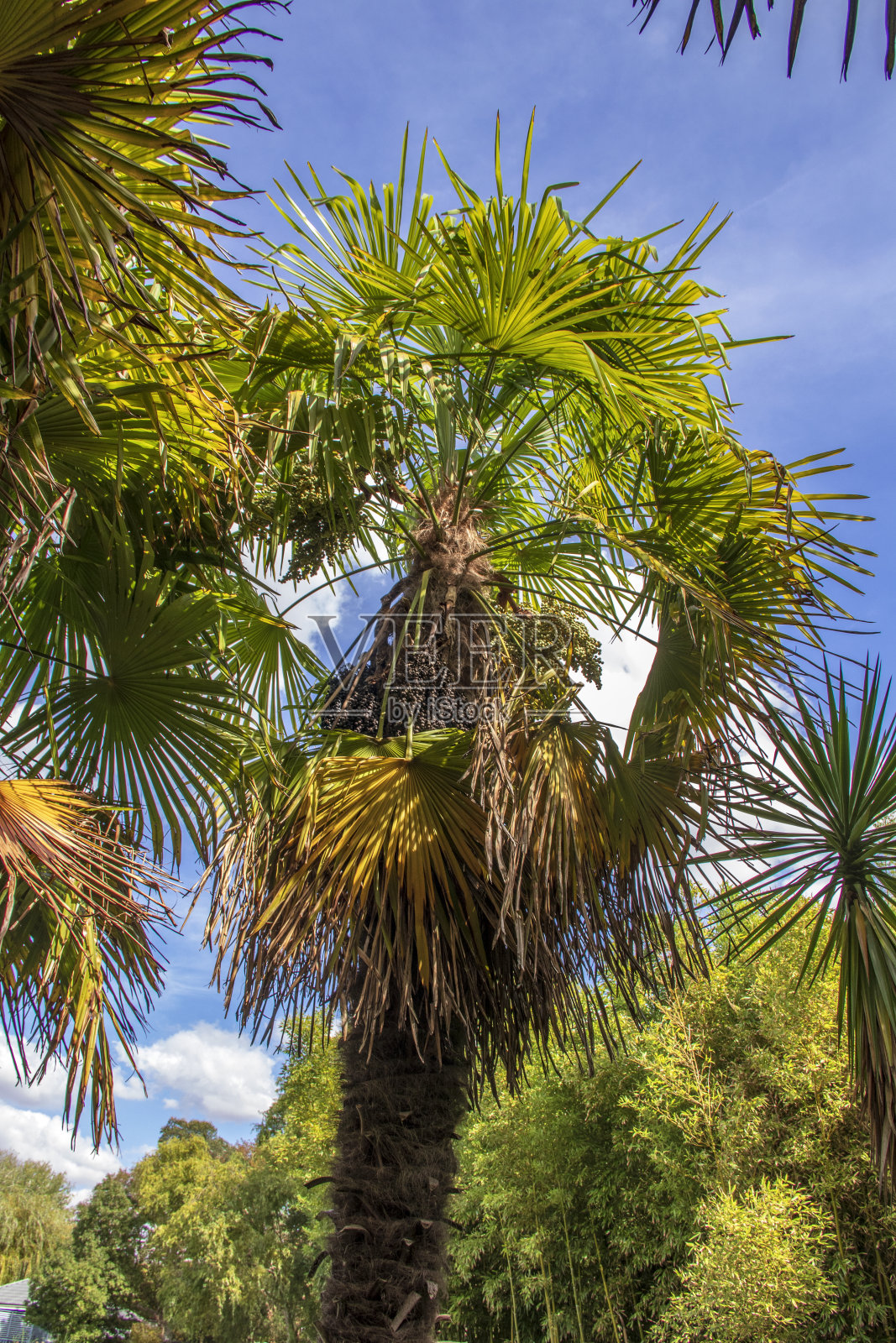 Fan-leaved棕榈照片摄影图片
