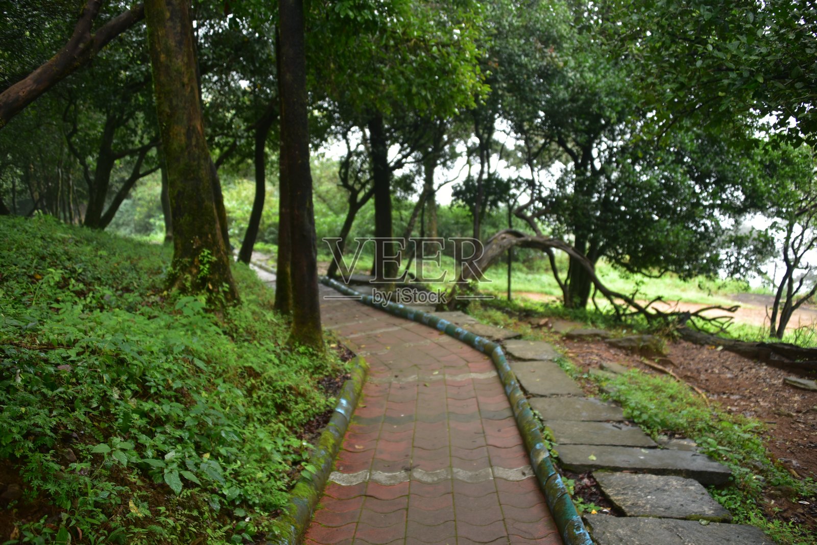 Bisle观景台，Sakleshpura山站，卡纳塔克邦，印度照片摄影图片