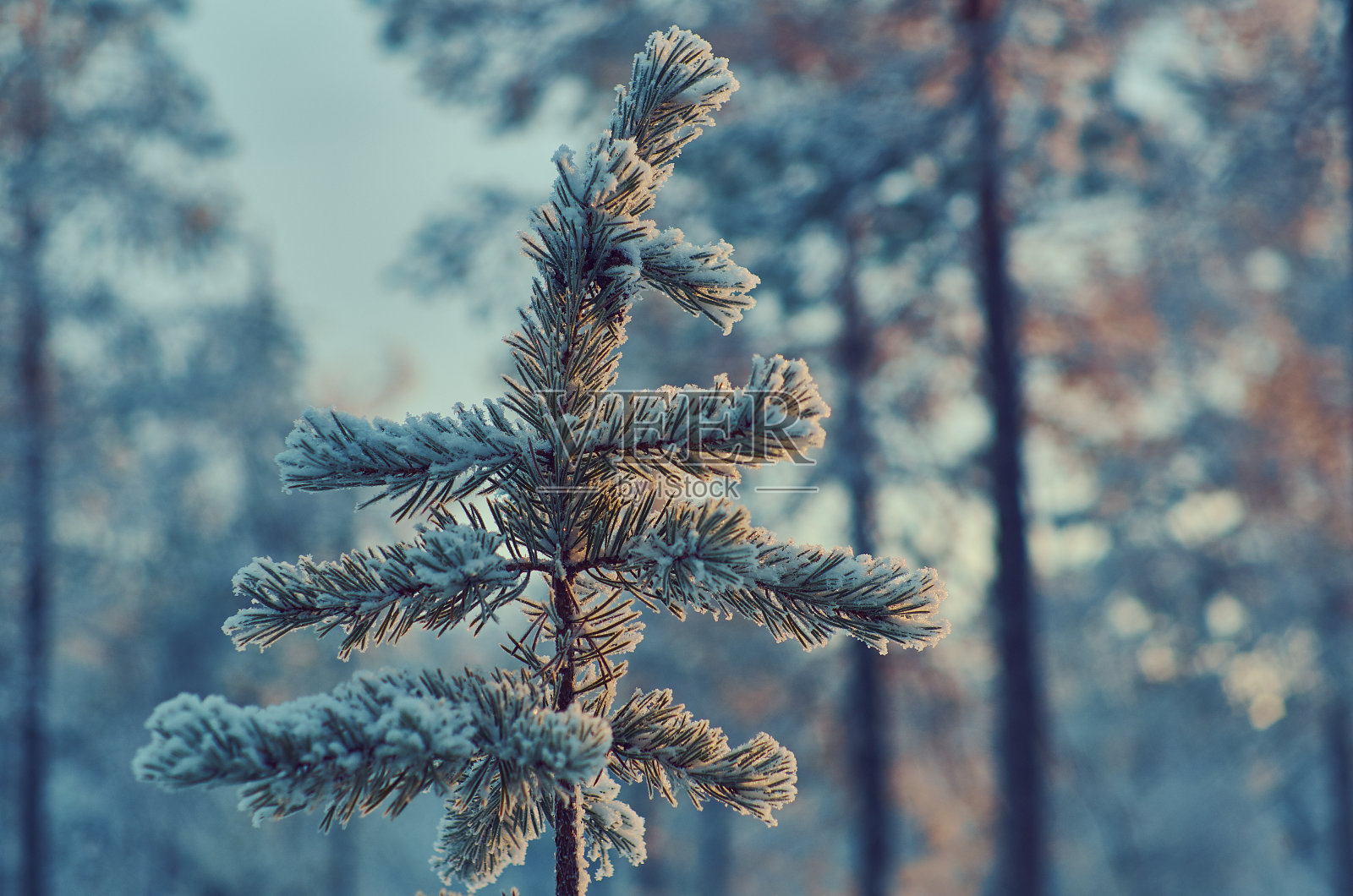 冬天的风景照片摄影图片